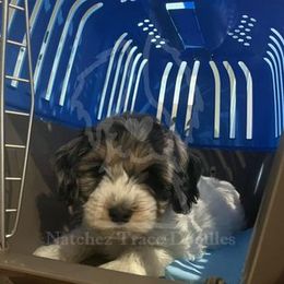 Bernedoodle Puppies from Natchez Trace Doodles