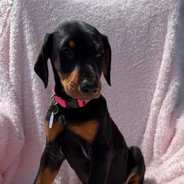 Francesca (Pink Collar) - Black and rust female Doberman Pinscher puppy in Centralia, Missouri from TopSpots Farm