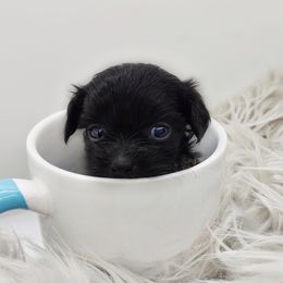 Companion Cross, Mal-Shi, Maltese, Maltipoo, Morkie, and Shih Tzu Puppies from Seeking Shalom Acres Maltese, Maltipoos & Havamalts