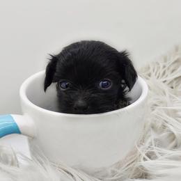 Companion Cross, Mal-Shi, Maltese, Maltipoo, Morkie, and Shih Tzu Puppies from Seeking Shalom Acres Maltese, Maltipoos & Havamalts