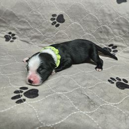 Chubbs - Black & white male Miniature Australian Shepherd puppy in Orrtanna, Pennsylvania from Mountain Top Shepherd's
