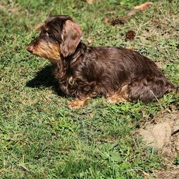 Ruby - Dachshund