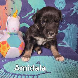 Amidala - Black tri-color female Australian Shepherd puppy in Smithfield, Utah from Invictus Farms