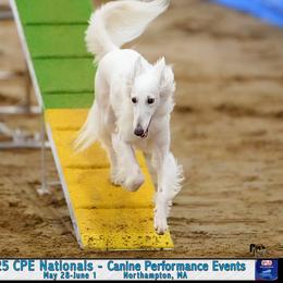 Plume - Silken Windhound