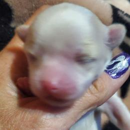 Female 1 - Cream and white female Chihuahua puppy in Oklahoma City, Oklahoma from Teacup Chihuahuas and Friends