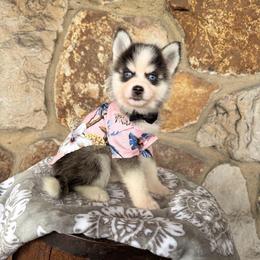 Mario - Wolf sable male Pomsky puppy in Venus, Pennsylvania from Hemlock Pines Pomsky