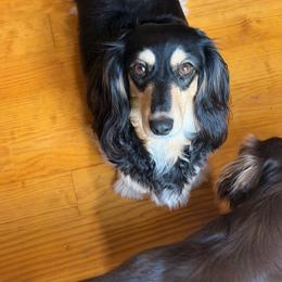 Livvy - Black and cream female Dachshund puppy in Call, Texas from Dachshund D’Amore
