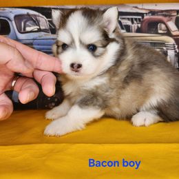 Bacon boy - Blue male Pomsky puppy in Isanti, Minnesota from Magnum Pomskies