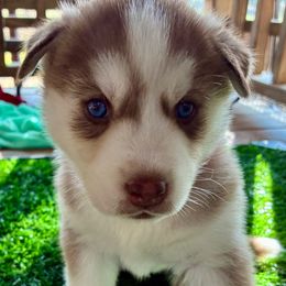 Angel - Red and white female Siberian Husky puppy in Walker, Louisiana from TRUHUSKY SIBERIANS
