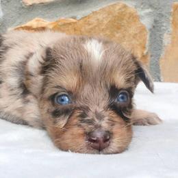 Chili - Red merle female Australian Shepherd puppy in Macon, Georgia from Shaina’s Shepherds