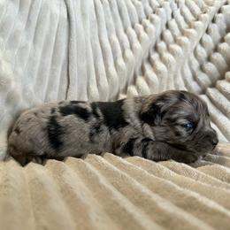 Stella - Blue merle female Miniature Australian Shepherd puppy in New Hampton, Iowa from Full River Australian Shepherds