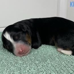 Kringle - Tri-color male Bernedoodle puppy in Henry, Illinois from Rowe Farms Doodles