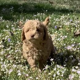 Goldendoodles from Lesher Goodwin Goldendoodles