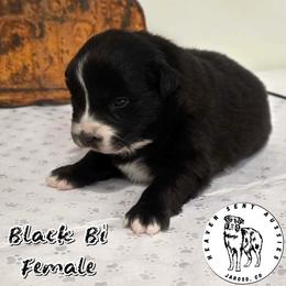 Omega - Black & white female Miniature Australian Shepherd puppy in Jaroso, Colorado from Heaven Sent Aussies