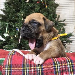Mr. Dijon - Fawn male Boxer puppy in Prairieville, Louisiana from Puppy Patch