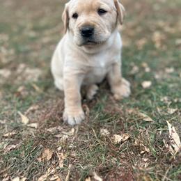 Labrador Retriever Puppies from Theresa Rhodes