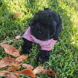 Poodle and Shihpoo Puppies from Peace, Love, and Puppies at the Creek