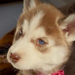 Honey - Red and white female Siberian Husky puppy in Atlanta, Georgia from Lobban Huskies