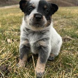 Boomer - Blue male Australian Cattle Dog puppy in Olive Hill, Kentucky from Tompkins Farm