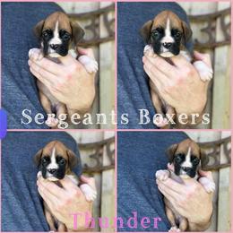 Thunder - Fawn female Boxer puppy in Madisonville, Texas from Sergeant's Boxers