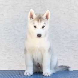 Boy 3 - Siberian Husky puppy in Chester Springs, Pennsylvania from Sassenach Siberians