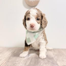 Martha - Tri-color female Australian Labradoodle puppy in Taylor, Michigan from Mi Best Doodle Ever, LLC