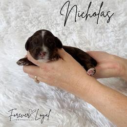 Nicholas - Chocolate male Australian Labradoodle puppy in Oregon from Forever Loyal Labradoodles