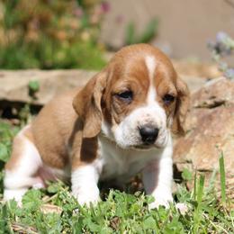 Sadie (Daisy) - Brown and white female Basset Hound puppy in Idaho from Welcome Home Bassets