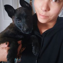 Dutch Shepherd Puppies from Blackcraft K9