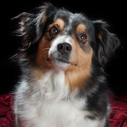 Miniature Australian Shepherds from Wren’s Nest Farm