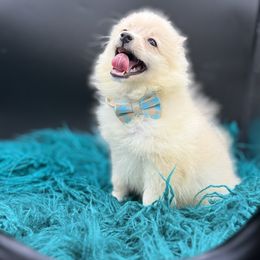 Chihuahua, French Bulldog, and Pomeranian Puppies from A&J cutie pawtooties