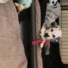 Dalmatian Puppies from Revere Dalmatians