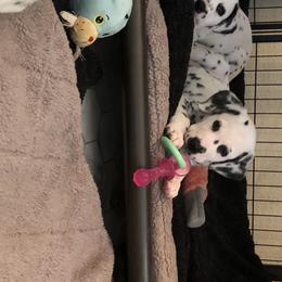 Dalmatian Puppies from Revere Dalmatians