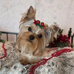 Finley - Blue and gold male Yorkshire Terrier puppy in Luray, Tennessee from Little Angel Yorkies