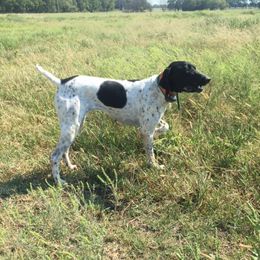 Pepper - German Shorthaired Pointer