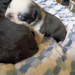 Black panda boy - Black male Pug puppy in Fall Creek, Wisconsin from Heartville Pugs
