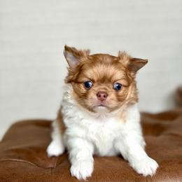 Max -5550 - Red and white male Chihuahua puppy in Beaumont, Texas from Down south pups