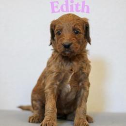Edith - Red  female Goldendoodle puppy in College Station, Texas from Em & El Doodles