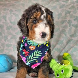 Draco - Gray Collar - Blue merle male Bernedoodle puppy in Jackson, Michigan from A Star is Born Doodles