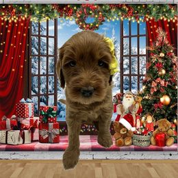 Girl 2 - female Goldendoodle puppy in Milwaukie, Oregon from Tiffany Marlow