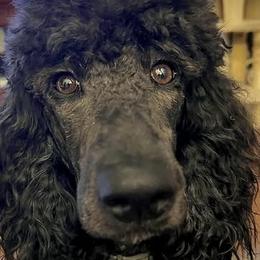Trixie - Poodle