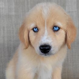 Blake Australian Retriever - Yellow male Australian Shepherd puppy in Limestone, Tennessee from Pilot Hill Teddy Bear Puppies