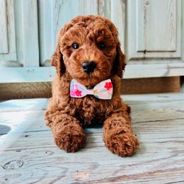 Poodle Puppies from Poodles of Tampa Bay