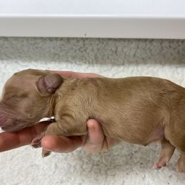 Australian Labradoodle Puppies from Salona Australian Labradoodles