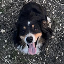 Holley - Miniature Australian Shepherd