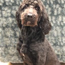 Inky - Goldendoodle