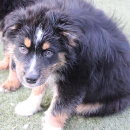 Bandit - Black tri-color male Australian Shepherd puppy in Sonoita, Arizona from Gardner Canyon Kennels