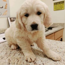 Golden Retriever Puppies from Dewbury Dream Goldens
