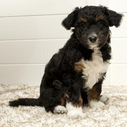 Pipi - Black phantom female Aussiedoodle puppy in Columbiaville, Michigan from Blue Eyes Aussies