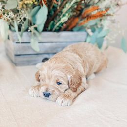 Aussiedoodle, Goldendoodle, Poodle, and Saint Berdoodle Puppies from Rocky Ridge Ranch